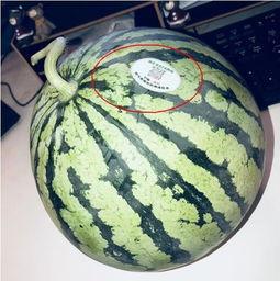 最真实网红吃瓜,揭秘网红吃瓜背后的真实故事