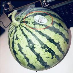 越南网红吃瓜,揭秘幕后美食故事