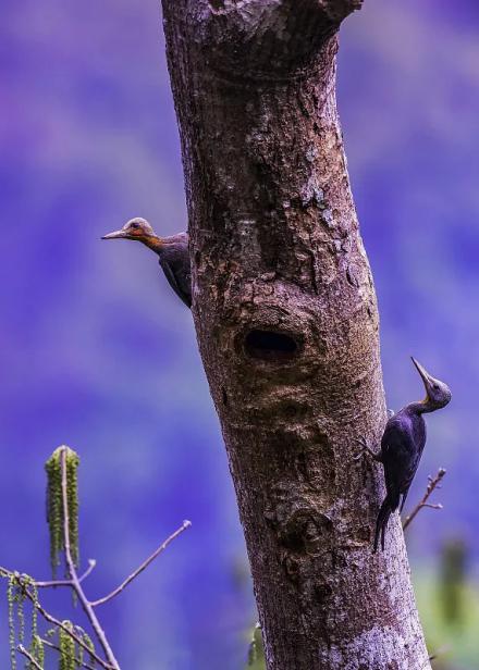 啄木鸟中文在线观看,探索经典文学的魅力之旅