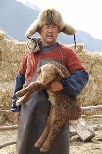 雪狼犬电影在线观看,冰原守护者的传奇冒险