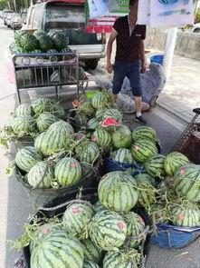 连云港网红吃瓜事件,一场网络狂欢背后的真相揭秘